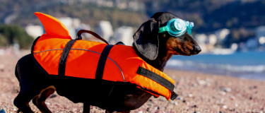 Dog in life jacket and goggle prepares to enter the ocean