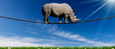 Maintenance | Rhino balances on wire above green grass