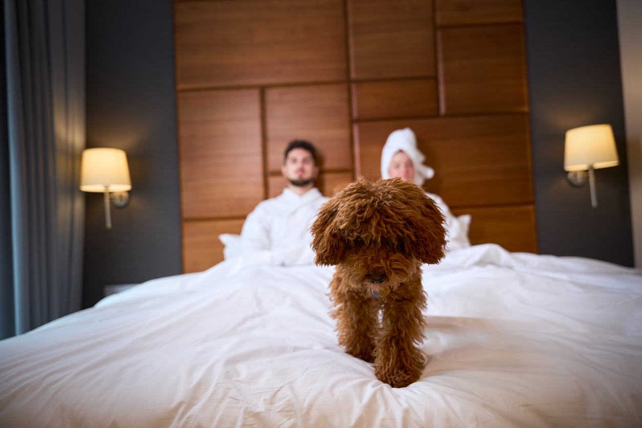 Hotel guest in bed with dog at forefront