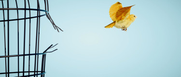Yellow bird flees a broken cage