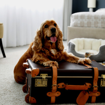 Hotel CMMS | Dog rests paws on brown suitcase in hotel room