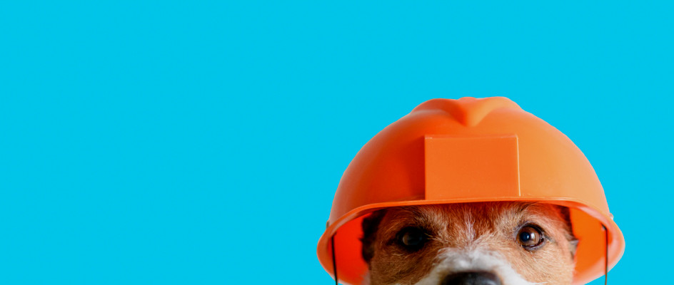 Dog in a hardhat with only eyes visible | CMMS