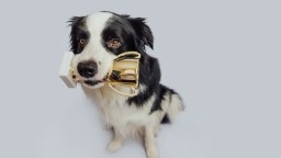 Cute dog holds trophy in mouth | Best CMMS 2026