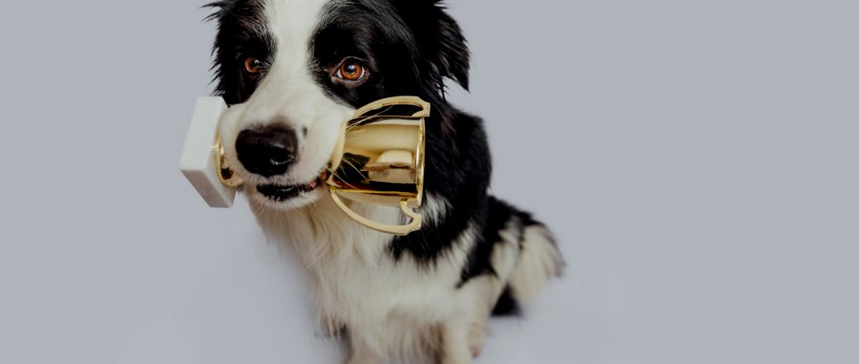 Cute dog holds trophy in mouth | Best CMMS 2026