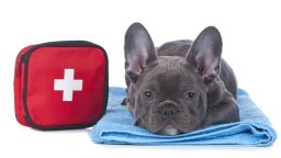 Gray French Bulldog lying on a blue towel next to a red first aid kit with a white cross