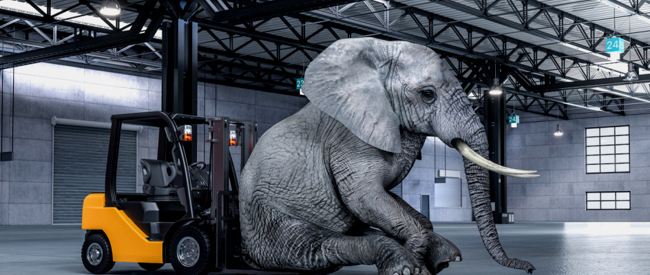Elephant sits on a forklift | CMMS