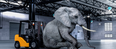 Elephant sits on a forklift | CMMS