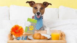 Dog lays in hotel bed with breakfast tray containing a flower, a croissant and orange juice