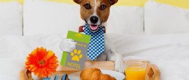 Dog lays in hotel bed with breakfast tray containing a flower, a croissant and orange juice