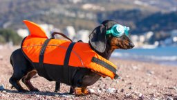 Dog in life jacket and goggle prepares to enter the ocean