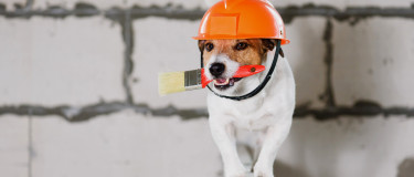 Dog wearing a hardhat and holding a paint brush in mouth walks along ledge
