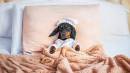 Dog guest in bed at a hotel | CMMS