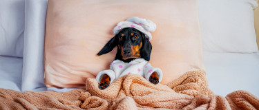 Dog guest in bed at a hotel | CMMS