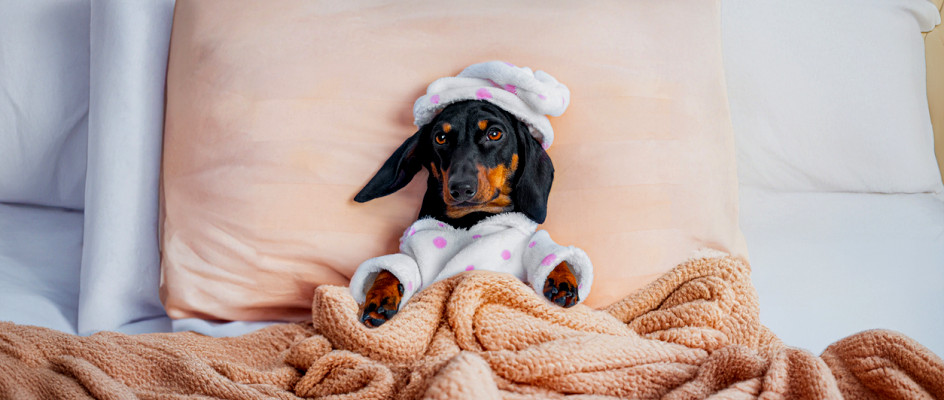 Dog guest in bed at a hotel | CMMS