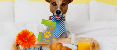 Dog lays in hotel bed with breakfast tray containing a flower, a croissant and orange juice