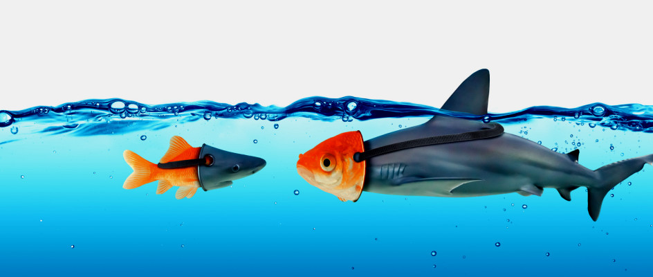 CMMS misconceptions | fish waring a shark mask faces off with a shark wearing a fish mark