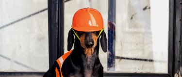 Dog dressed in an orange hard hat and vest | Maintenance