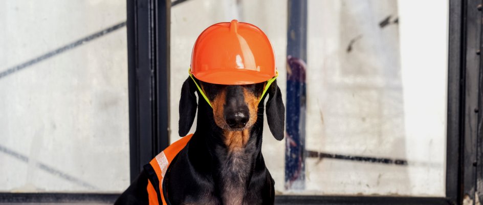 Dog dressed in an orange hard hat and vest | Maintenance